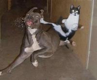 Funny pictures of cats dot info 345